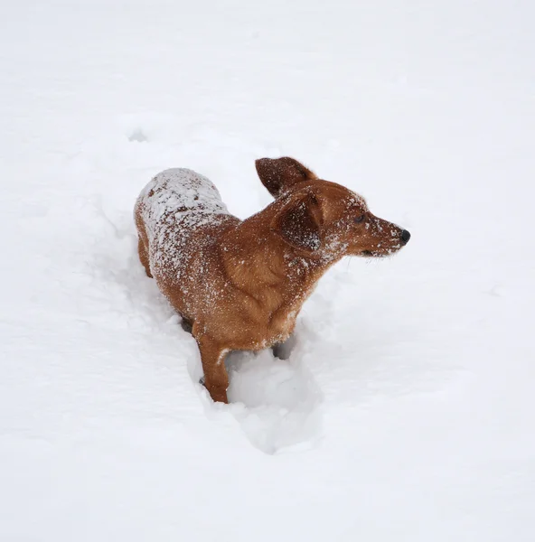 Dachshund jugando en la nieve —  Fotos de Stock