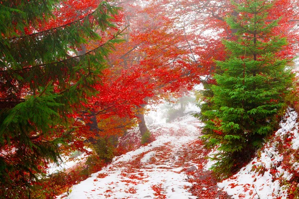 秋天的树林和雪 — 图库照片