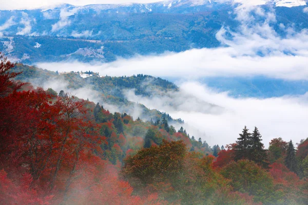 カルパティア山脈で秋の森 — Stock fotografie
