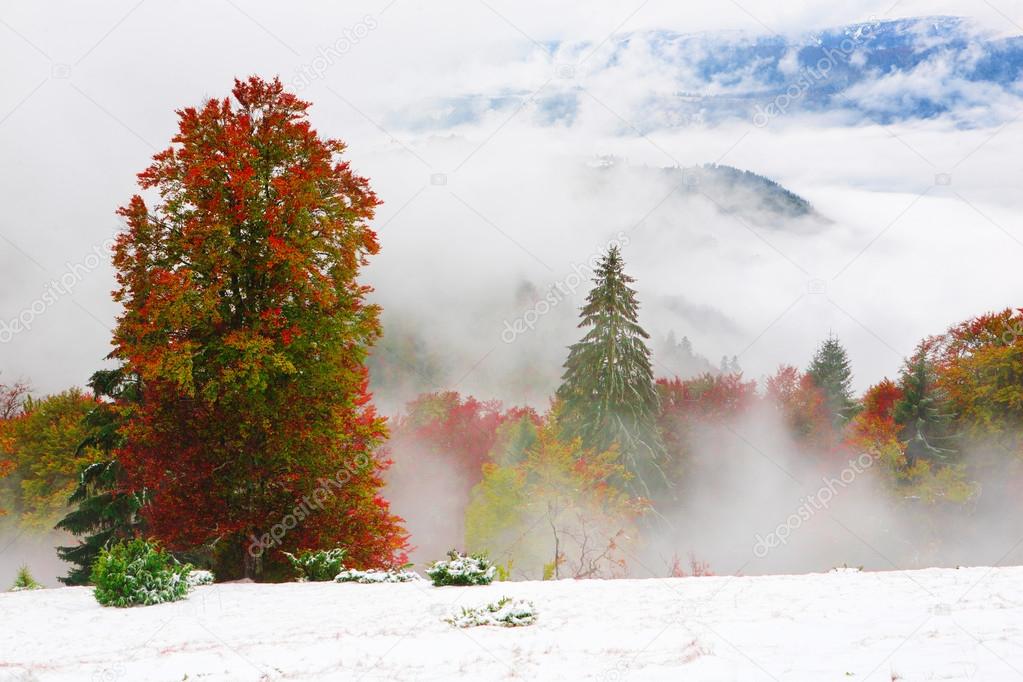 Autumn forest in Carpathian Mountains