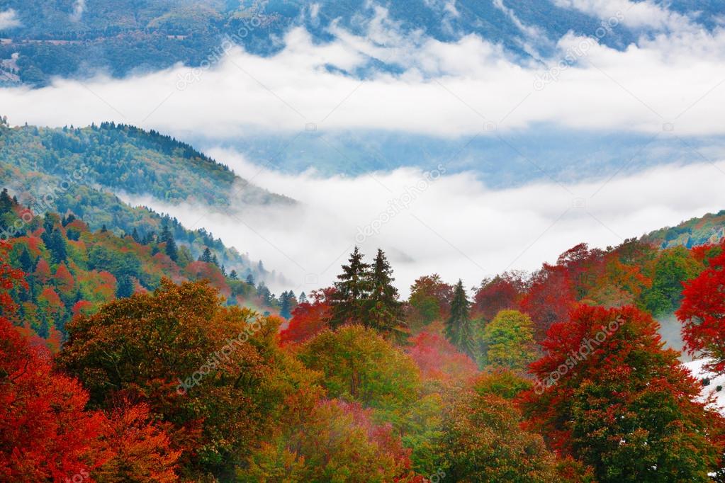 Autumn forest in Carpathian Mountains