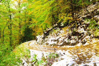 Sonbahar orman ve kar