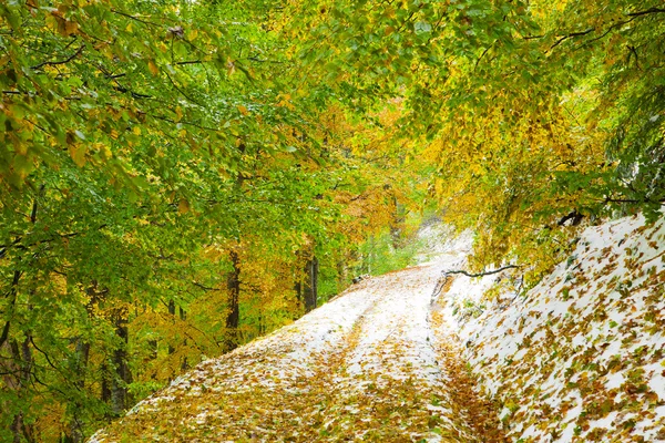 Forêt d'automne et neige — Photo