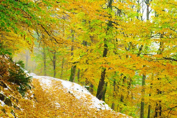 Forêt d'automne et neige — Photo
