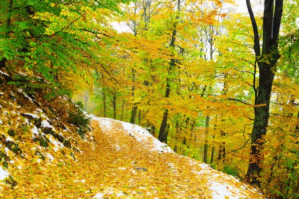 Forêt d'automne et neige — Photo