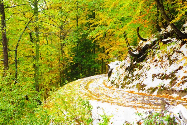 Jesień las i śnieg — Zdjęcie stockowe