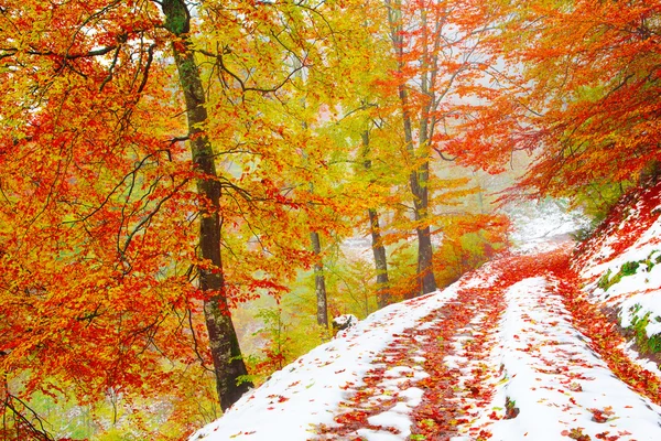 秋天的树林和雪 — 图库照片