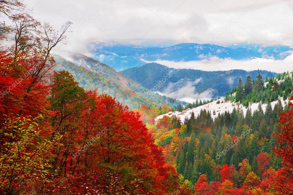 Autumn beech-fir forest