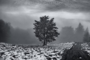 Karpat Dağlarında Sis