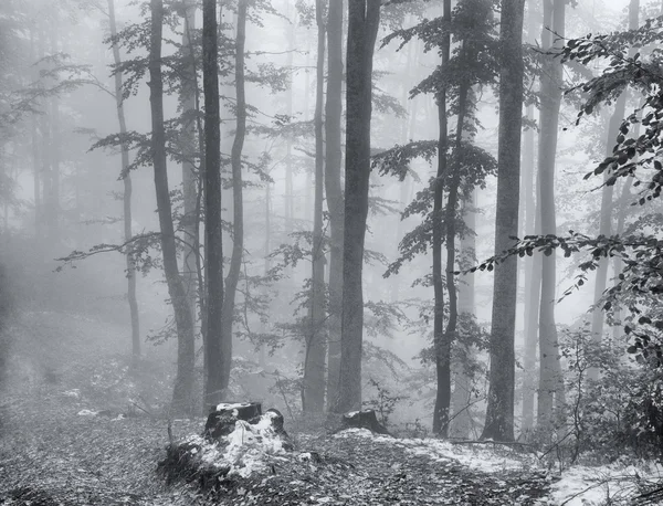 Fog in Carpathian mountains — Stock Photo, Image