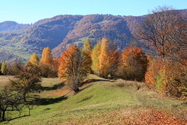 Beech Forest in Ukrainian Carpathians — Stock Photo, Image