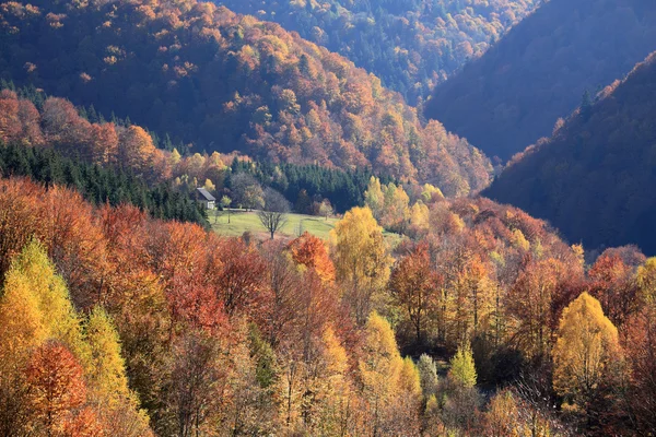 Beech Forest in Ukrainian Carpathians — Stock Photo, Image