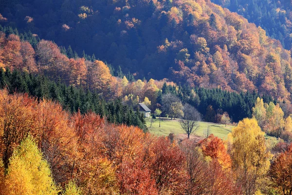 Bosque de Haya en Cárpatos Ucranianos — Foto de Stock