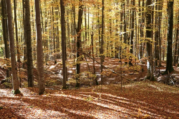 Floresta de faia em Cárpatos ucranianos — Fotografia de Stock