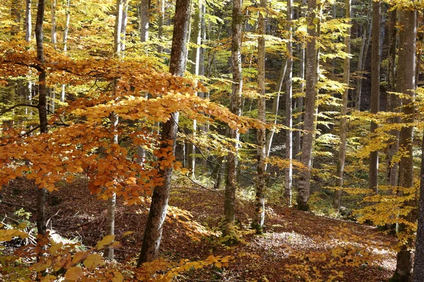 Floresta de faia em Cárpatos ucranianos — Fotografia de Stock