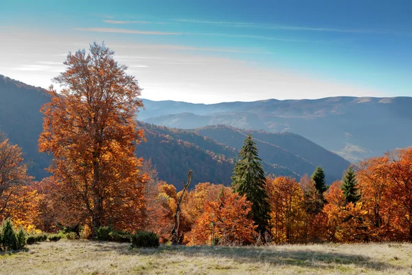 Bosque de Haya en Cárpatos Ucranianos — Foto de Stock