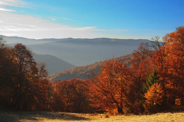 Floresta de faia em Cárpatos ucranianos — Fotografia de Stock