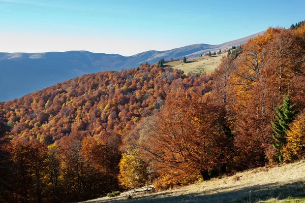 Beech Forest in Ukrainian Carpathians — Stock Photo, Image