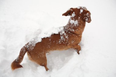 Dachshund Köpek karda