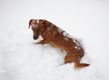 Dachshund Köpek karda