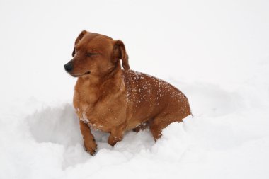 Dachshund Köpek karda