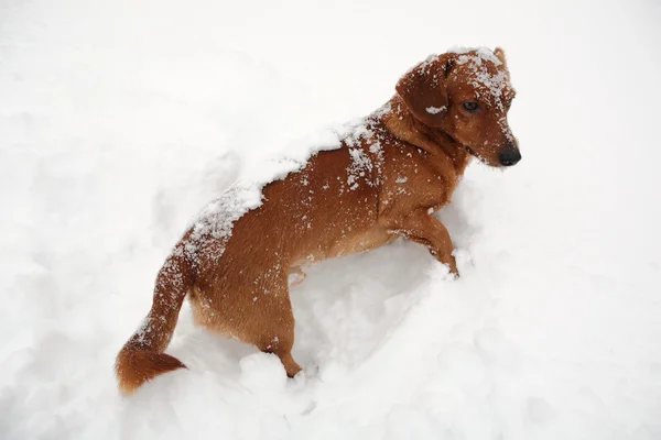 雪の中でダックスフント犬 — ストック写真