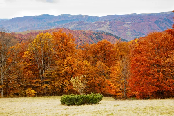 Outono montanhas dos Cárpatos — Fotografia de Stock