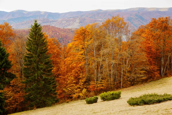 Herbstkarpaten — Stockfoto