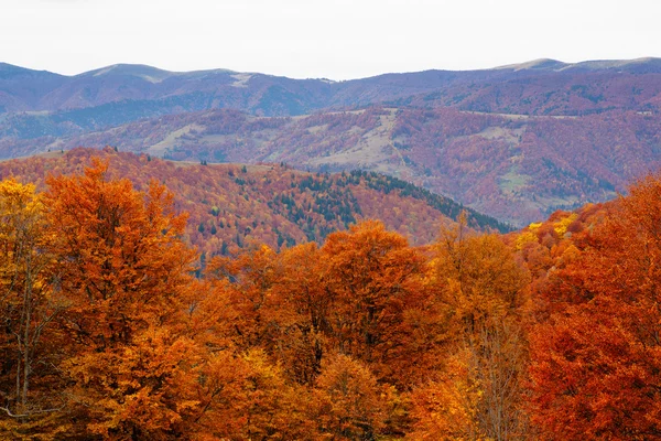 Outono montanhas dos Cárpatos — Fotografia de Stock