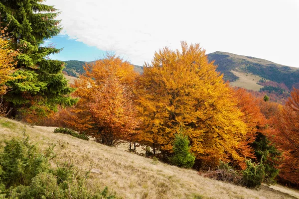 Autumn Carpathian Mountains — Stock Photo, Image