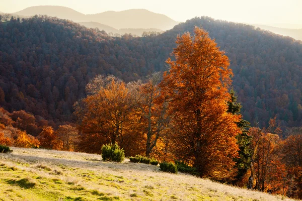 Осенние Карпаты — стоковое фото