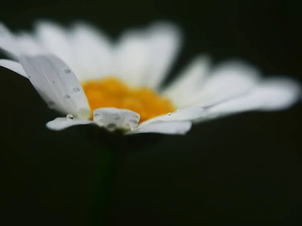 Su damlalarıyla papatya çayı