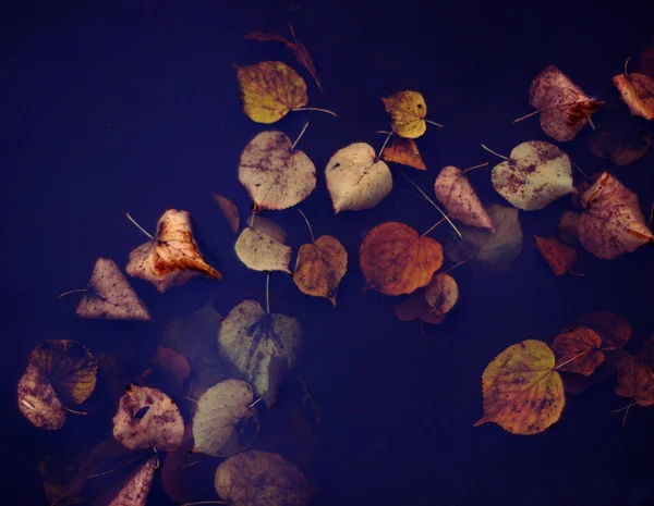 Nehirde sonbahar levs