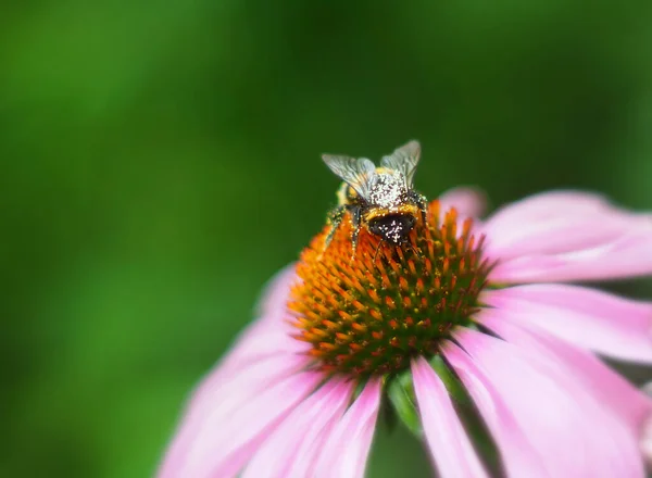 Çiçeğin üzerinde polen olan arı