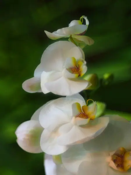 Botanik bahçesinde beyaz orkide