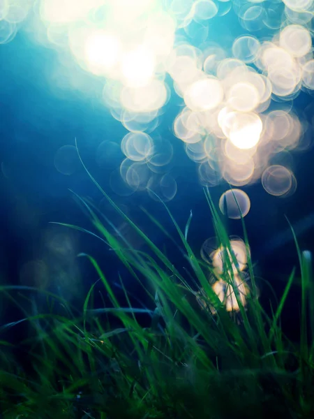 Bokeh ile makro fotoğraf çimleri