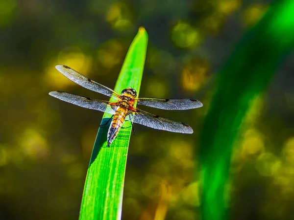 Bunte Libelle Der Natur — Stockfoto