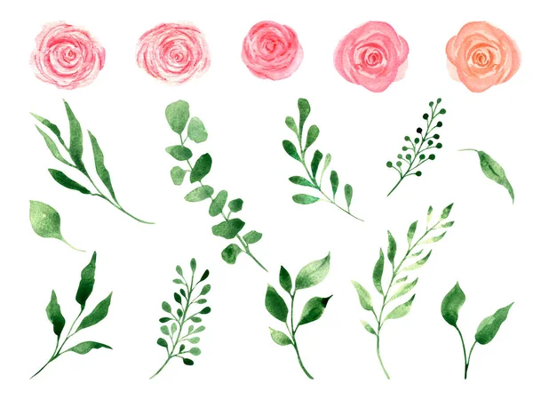 Çiçeklerin suluboya seti pembe güller, yeşil yapraklar, beyaz arka planda izole dallar. Tekstil, tebrik kartları, düğün davetiyesi, süblimleşme tasarımı, logo, desenler için.