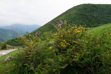 Çiçekli sarı gül kalçalı dağlık bahar manzarası.