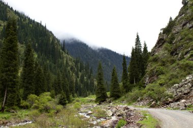 Kırgızistan, Tien Shan dağ geçidinde bir yaz günü. Sis, vadinin üzerindeki bulutlar azalıyor. Yeşil çimenler, köknar ağaçları, çalılar, kayalar.