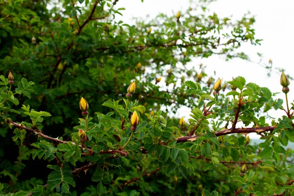 Гірський Весняний Пейзаж Квітучими Жовтими Стегнами Троянд — стокове фото