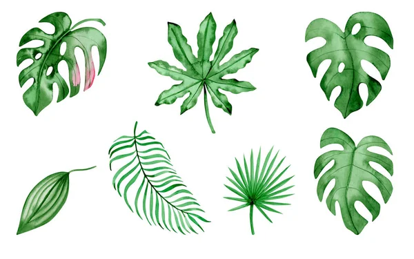 Conjunto Ilustração Botânica Aquarela Coleção Folhas Tropicais Monstera Palma Elementos Imagens Royalty-Free
