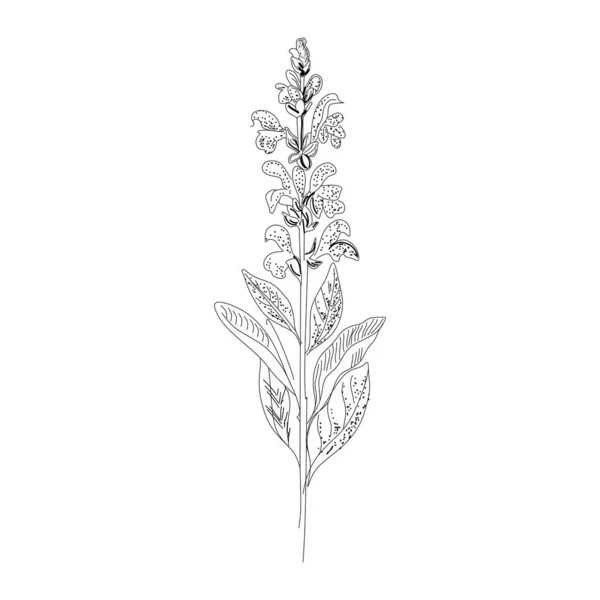 Rama Contorno Salvia Salvia Botánica Vector Lila Puede Utilizar Para — Archivo Imágenes Vectoriales
