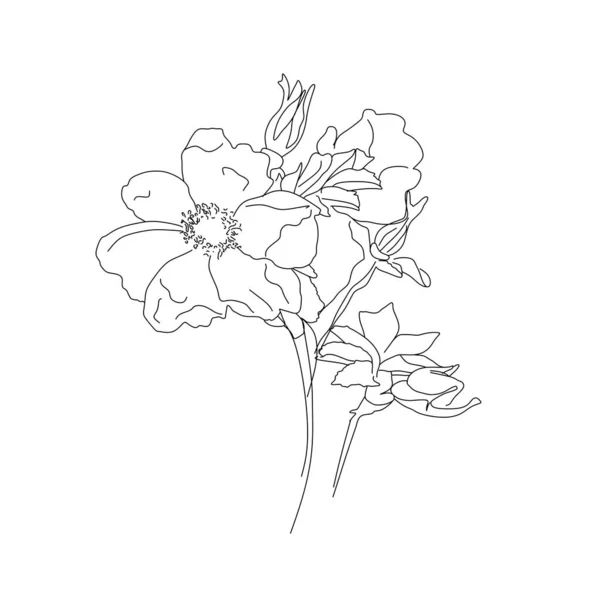 玫瑰髋部花或植物蔷薇髋部向量黑色和白色 可用于卡片 邀请函 平面设计 — 图库矢量图片