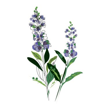 Parlak bir buket adaçayı. Kartlar, davetiyeler, afişler, posterler, baskı tasarımı için kullanılabilir