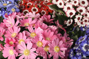 Arka plan olarak güzel taze sinema çiçekleri