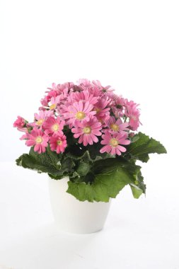 Beyaz arka planda güzel saksıda sinerya çiçekleri