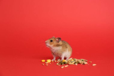 Kırmızı arka planda yiyeceği olan şirin Suriye ayağı.