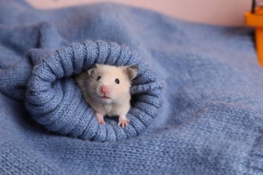 Meraklı Suriyeli hamster mavi kazak kolundan dışarı bakıyor. Metin için boşluk