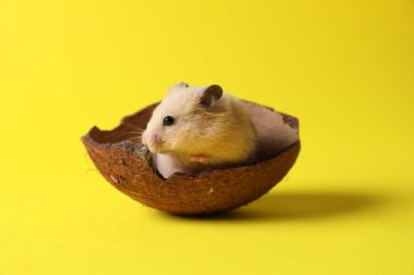 Sarı arka planda hindistan cevizi kabuğu olan şirin Suriye hamsterı.